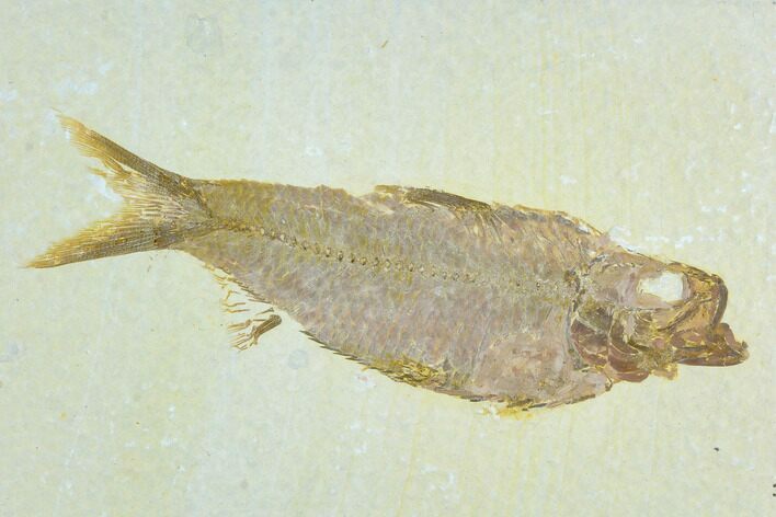 Fossil Fish (Knightia) - Green River Formation #122806